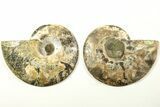Cut & Polished, Agatized Ammonite Fossil - Madagascar #208626-1